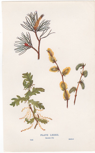 Scotch Fir, Oak, Sallow